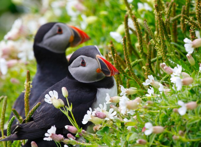 Wallpaper Puffin, couple, wildflowers, Animals 6199718458